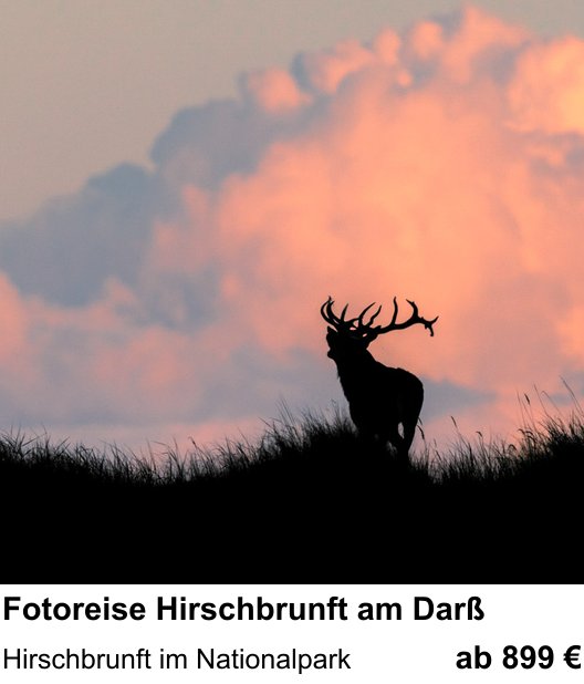 Lichtstarker Fotoworkshop rund um Fotoreise Hirschbrunft am Darß: Hirschbrunft im Nationalpark