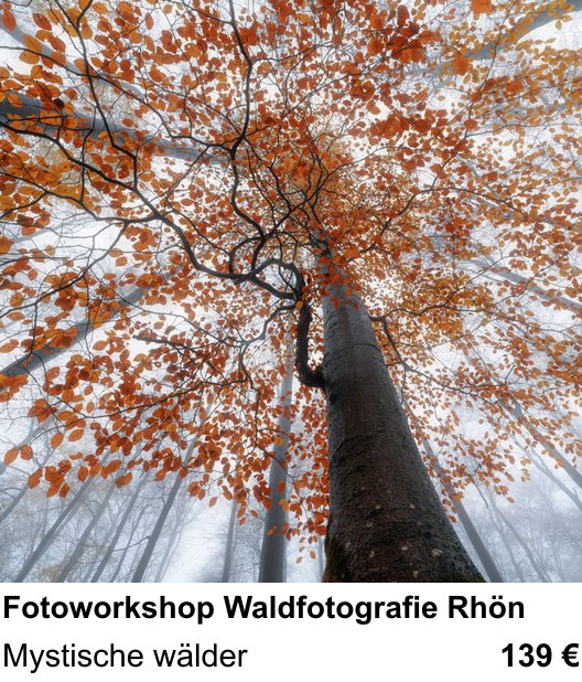 Lichtstarker Fotoworkshop rund um Fotoworkshop Waldfotografie Rhön: Mystische wälder