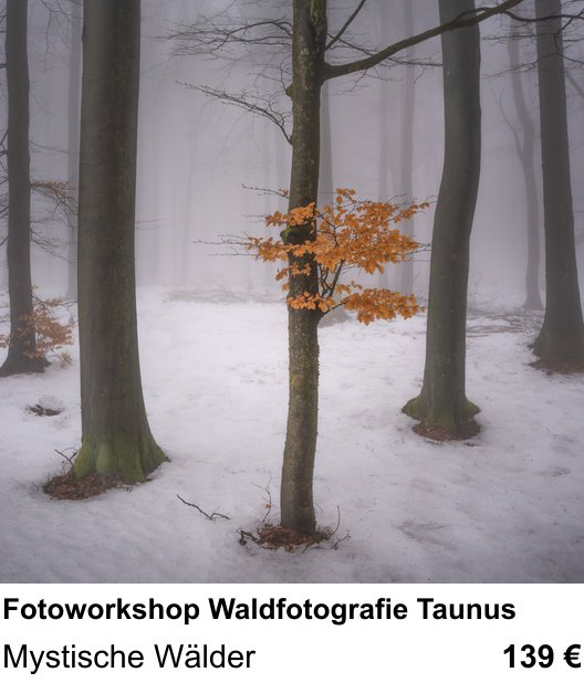 Lichtstarker Fotoworkshop rund um Fotoworkshop Waldfotografie Taunus: Mystische Wälder
