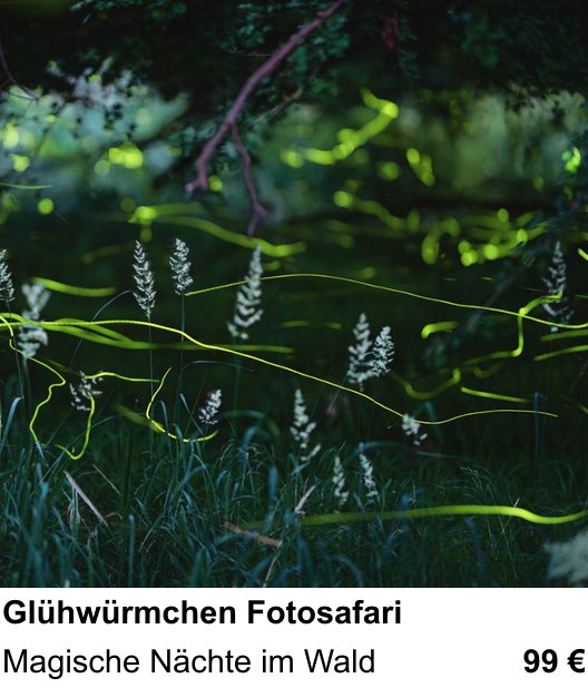 Lichtstarker Fotoworkshop rund um Glühwürmchen Fotosafari: Magische Nächte im Wald