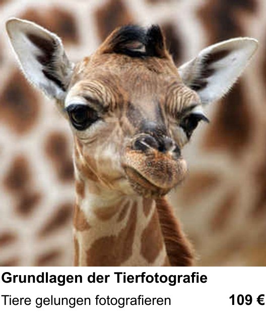 Fotokurs Graz – Grundlagen der Tierfotografie mit Schwerpunkt Tiere gelungen fotografieren