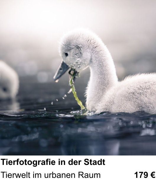 Fotokurs Graz – Tierfotografie in der Stadt mit Schwerpunkt Tierwelt im urbanen Raum