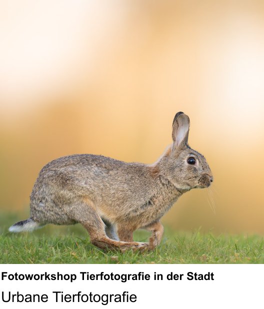 Fotokurs Graz – Fotoworkshop Tierfotografie in der Stadt mit Schwerpunkt Urbane Tierfotografie