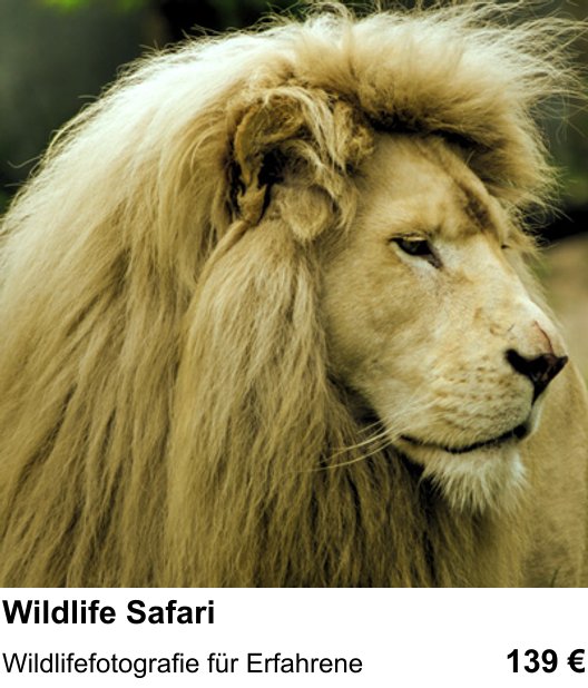 Fotokurs Graz – Wildlife Safari mit Schwerpunkt Wildlifefotografie für Erfahrene