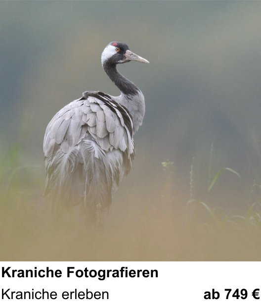 Lichtstarker Fotoworkshop rund um Kraniche Fotografieren: Kraniche erleben