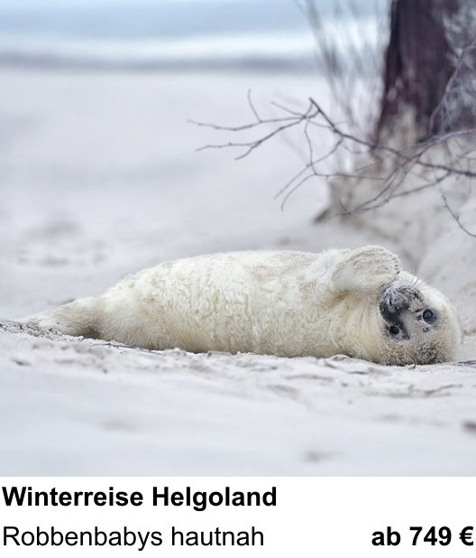 Lichtstarker Fotoworkshop rund um Winterliche Tierfotografie auf Helgoland: Robbenbabys hautnah
