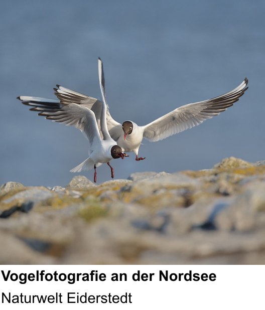 Lichtstarker Fotoworkshop rund um Vogelfotografie an der Nordsee: Naturwelt Eiderstedt
