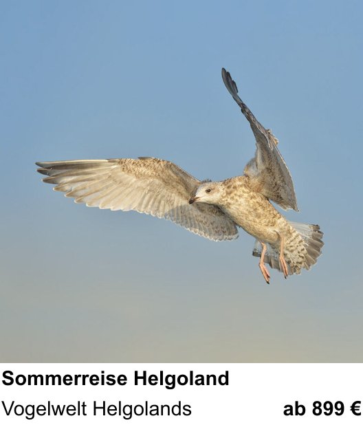Lichtstarker Fotoworkshop rund um Sommerreise Helgoland: Vogelwelt Helgolands