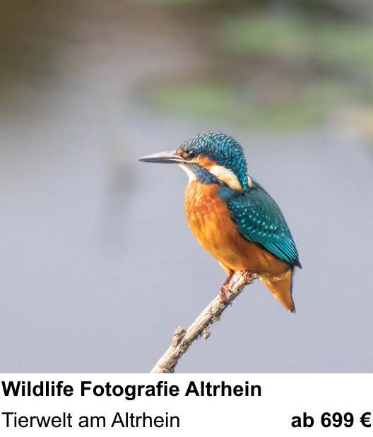 Lichtstarker Fotoworkshop rund um Wildlife Fotografie Altrhein: Tierwelt am Altrhein